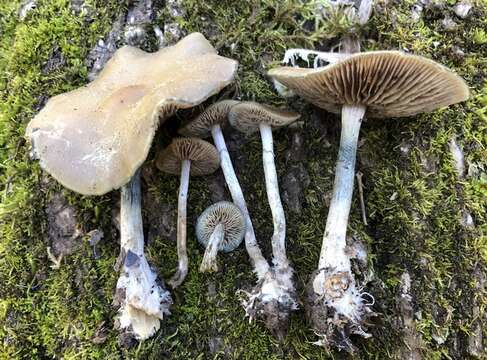 Image of Psilocybe ovoideocystidiata Guzmán & Gaines 2007