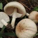 Sivun Agaricus subrufescens Peck 1894 kuva