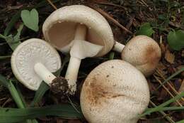 Sivun Agaricus subrufescens Peck 1894 kuva