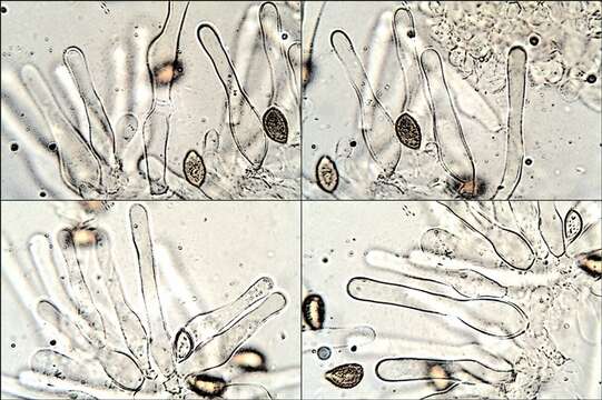 Image of Hymenogastraceae