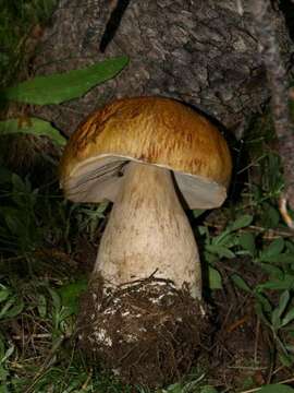 Image of Boletus