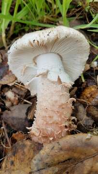 Image of Amanita novinupta Tulloss & J. Lindgr. 1994