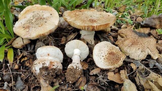 Plancia ëd Amanita novinupta Tulloss & J. Lindgr. 1994