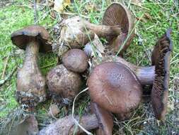 Imagem de Cortinarius squamulosus Peck 1872