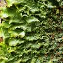 Image of Lobaria virens (With.) J. R. Laundon