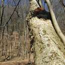 Image of Chaga fungus