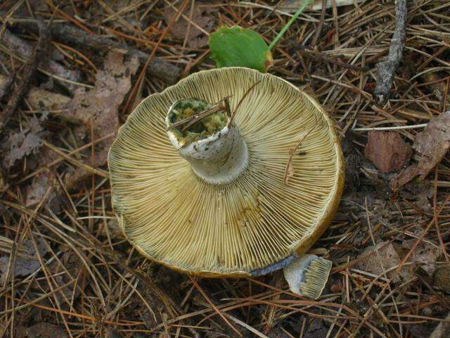 Image of Lactarius chelidonium Peck 1872