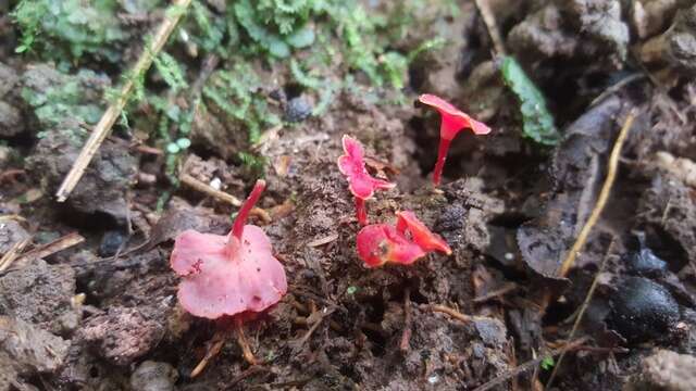 Image of Hygrocybe aphylla Læssøe & Boertm. 2008