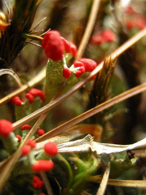 Cladonia cristatella Tuck.的圖片