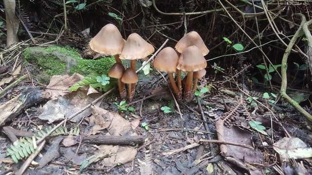 Image de Psilocybe caerulescens Murrill 1923