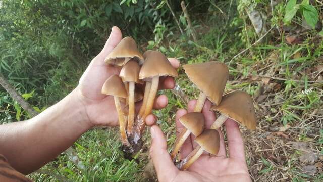 Image de Psilocybe caerulescens Murrill 1923