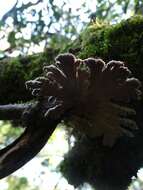 Image of Schizophyllaceae