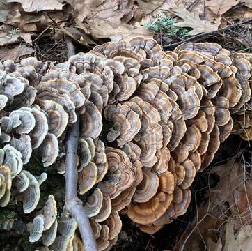 Image of Trametes