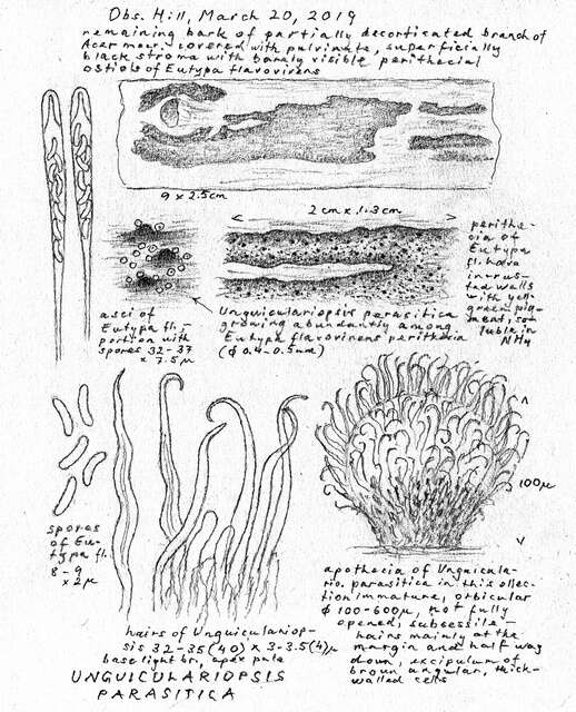 Plancia ëd Unguiculariopsis