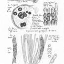 Image of Dencoeliopsis johnstonii (Berk.) Korf 1971