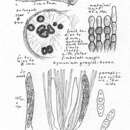 Imagem de Dencoeliopsis johnstonii (Berk.) Korf 1971