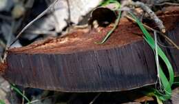 Image of Ganoderma brownii (Murrill) Gilb. 1962