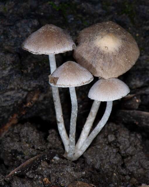 Plancia ëd Coprinopsis canoceps (Kauffman) Örstadius & E. Larss. 2015