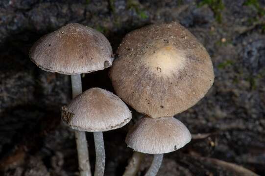 Image of Coprinopsis canoceps (Kauffman) Örstadius & E. Larss. 2015