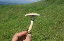 Image de Psilocybe