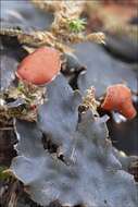 Image of Flat-fruited pelt;   Horizontal felt lichen