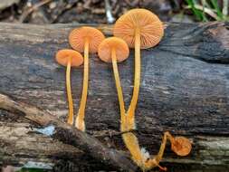 Imagem de Mycena leaiana (Berk.) Sacc. 1891