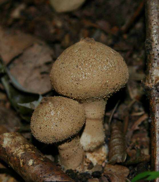 Imagem de Lycoperdon