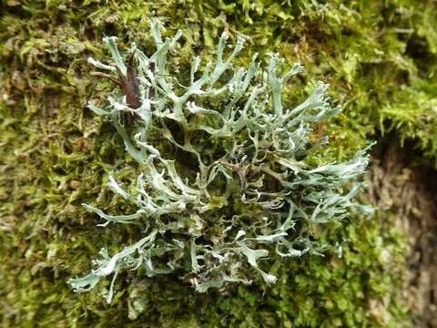 Image of Lecanoromycetidae