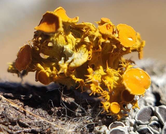 Image of teloschistes lichen