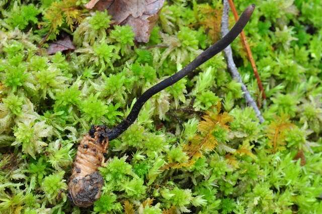 Image of Ophiocordyceps ravenelii (Berk. & M. A. Curtis) G. H. Sung, J. M. Sung, Hywel-Jones & Spatafora 2007