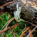 Image of Artomyces pyxidatus (Pers.) Jülich 1982