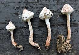 Image of Cystolepiota