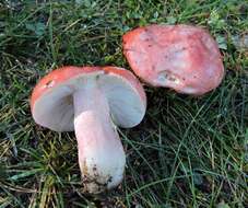 Image of Russula rosea Pers. 1796