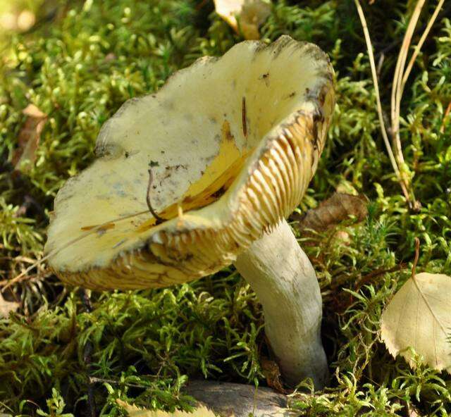 Image of yellow swamp brittlegill