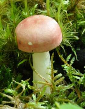 Image of Russula betularum Hora 1960