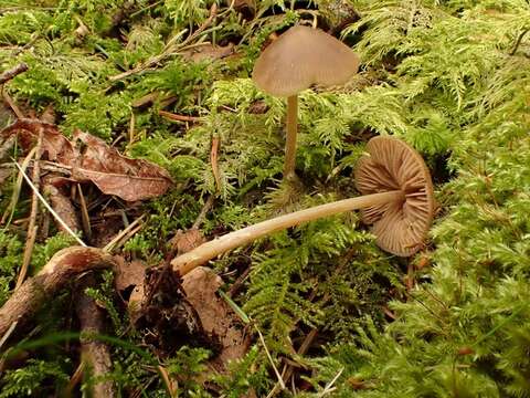 Image of Entoloma holoconiotum (Largent & Thiers) Noordel. & Co-David 2009