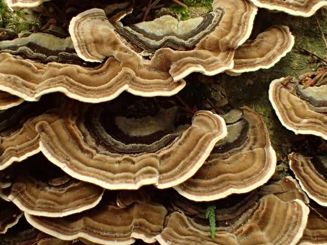 Image of Trametes