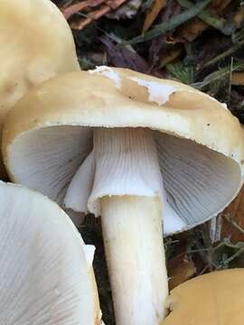 Agrocybe resmi