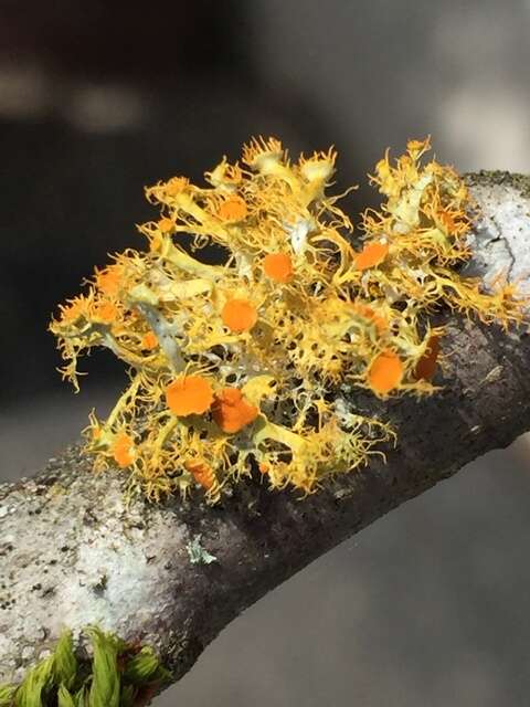 Image of teloschistes lichen