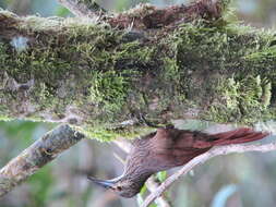 Image of Strong-billed Woodcreeper