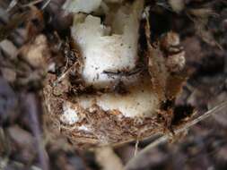 Image of Agaricus abruptibulbus Peck 1905