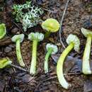 Plancia ëd Hygrocybe virescens (Hesler & A. H. Sm.) Montoya & Bandala 2007