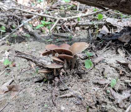 Image of Psilocybe ovoideocystidiata Guzmán & Gaines 2007