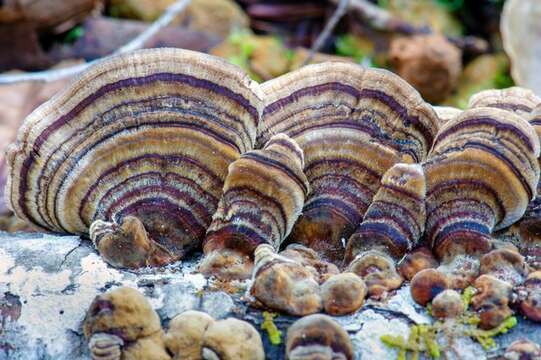 Image of Trametes