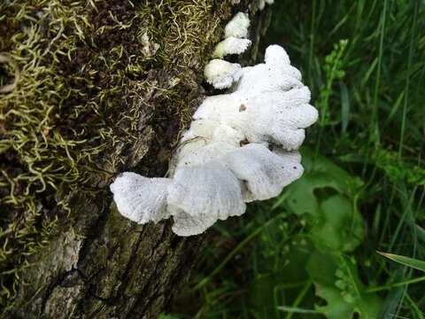 Image of Schizophyllaceae