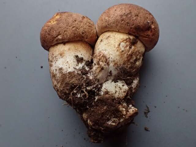 Image of Boletus rex-veris D. Arora & Simonini 2008