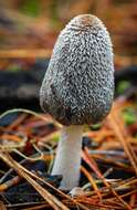 Image de Coprinopsis