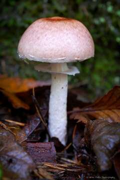 Image of Agaricus subrutilescens (Kauffman) Hotson & D. E. Stuntz 1938