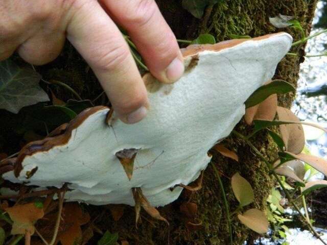 Image of Ganoderma