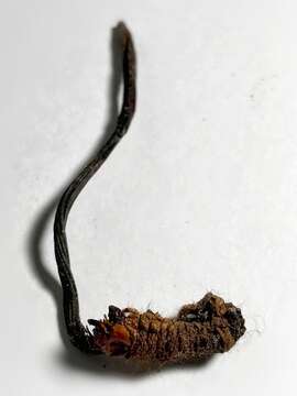 Image of Ophiocordyceps ravenelii (Berk. & M. A. Curtis) G. H. Sung, J. M. Sung, Hywel-Jones & Spatafora 2007